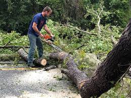 How Our Tree Care Process Works  in  West Conshohocken, PA