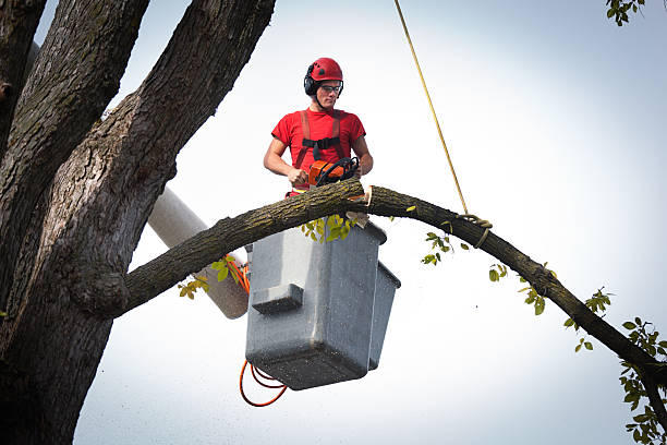 Best Hazardous Tree Removal  in West Conshohocken, PA