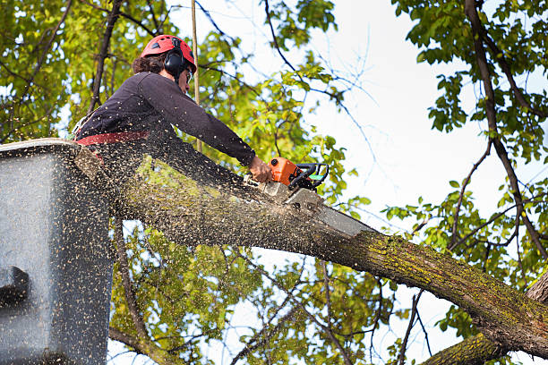 Best Residential Tree Removal  in West Conshohocken, PA